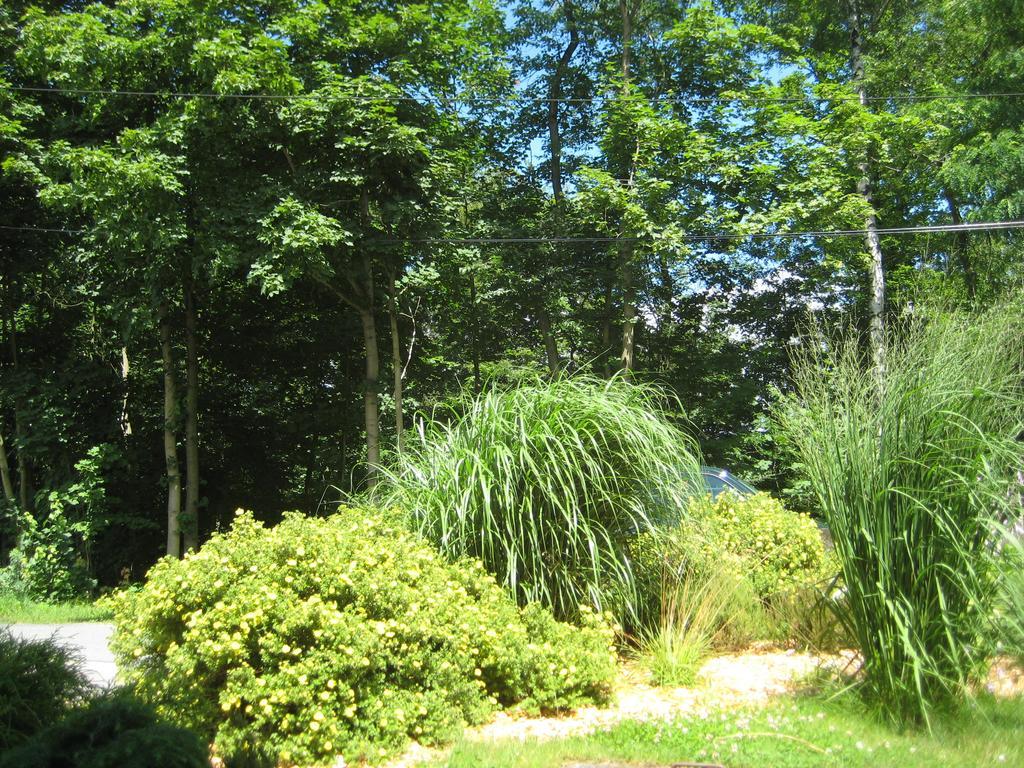 Ferienwohnung Am Waeldchen Gohrisch Extérieur photo